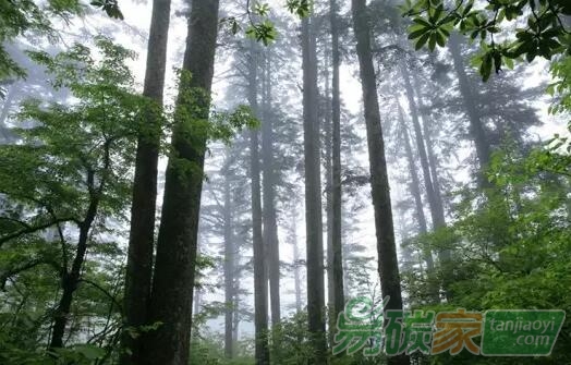 陜西林業(yè)今年將啟動(dòng)全省碳匯造林試點(diǎn)