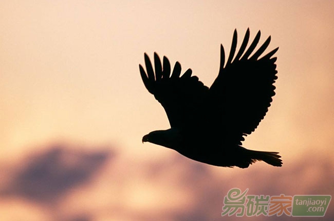 碳排放權(quán)