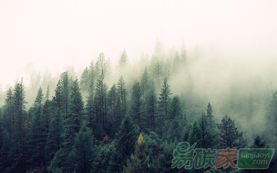 科學(xué)家計(jì)算出世界將有9億公頃的土地可植樹造林這將會(huì)吸收三分之二的人為碳排放同時(shí)也將是對抗氣候變化最有效的方法