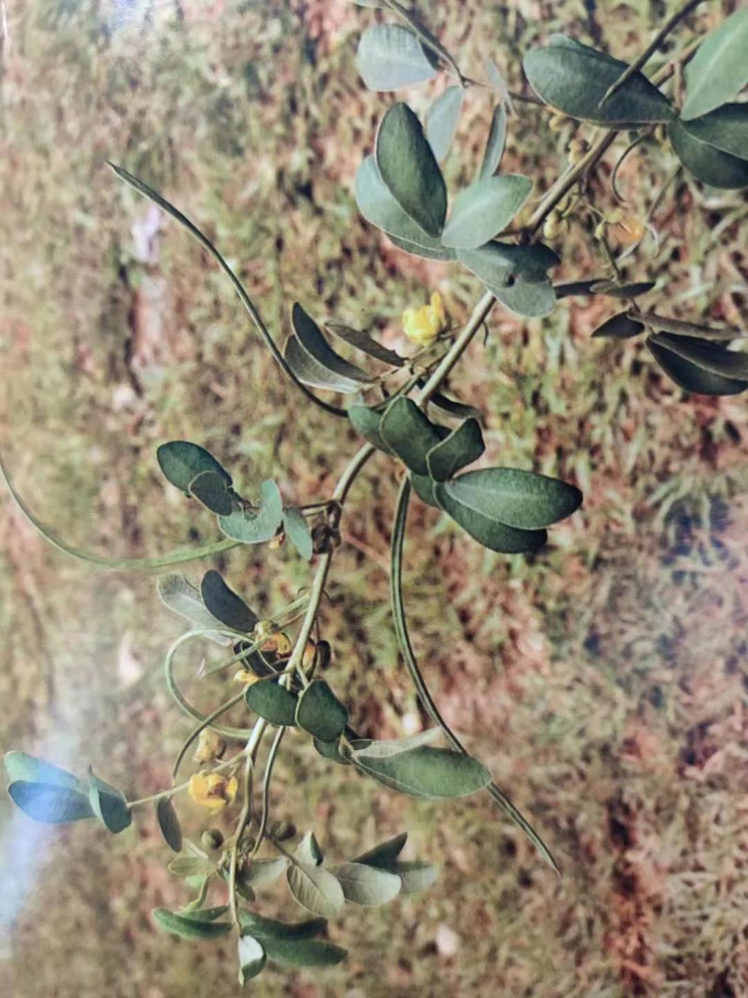 清肝明目、潤腸通便、降壓降膽固醇——決明子